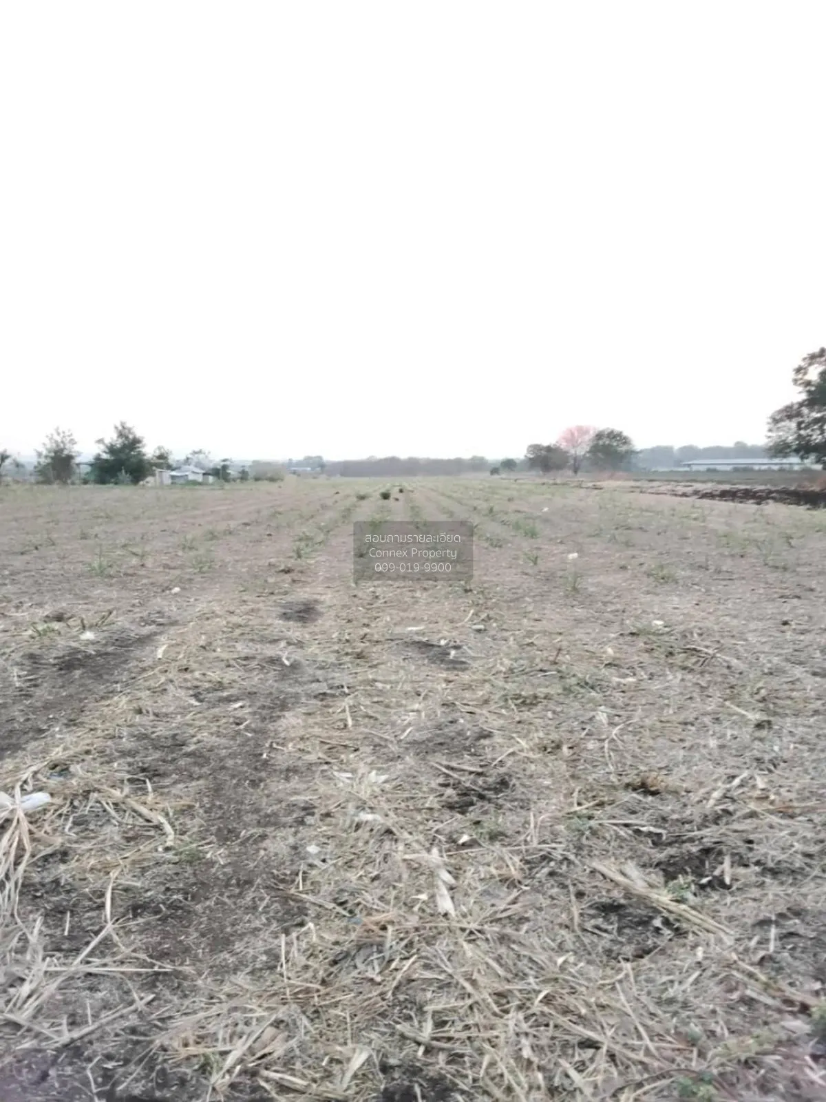 For Sale Vacant Land Phatthana Nikhom  Lopburi  CX-132784 2
