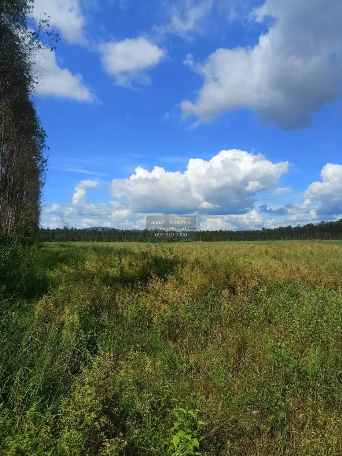 For Sale Vacant Land Kabinburi  Prajinburi  CX-132940 4