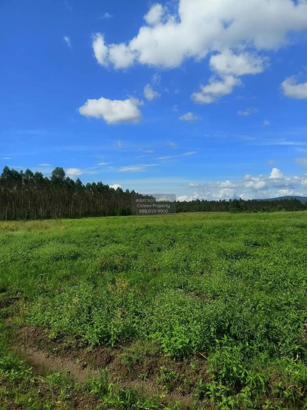 For Sale Vacant Land Kabinburi  Prajinburi  CX-132940