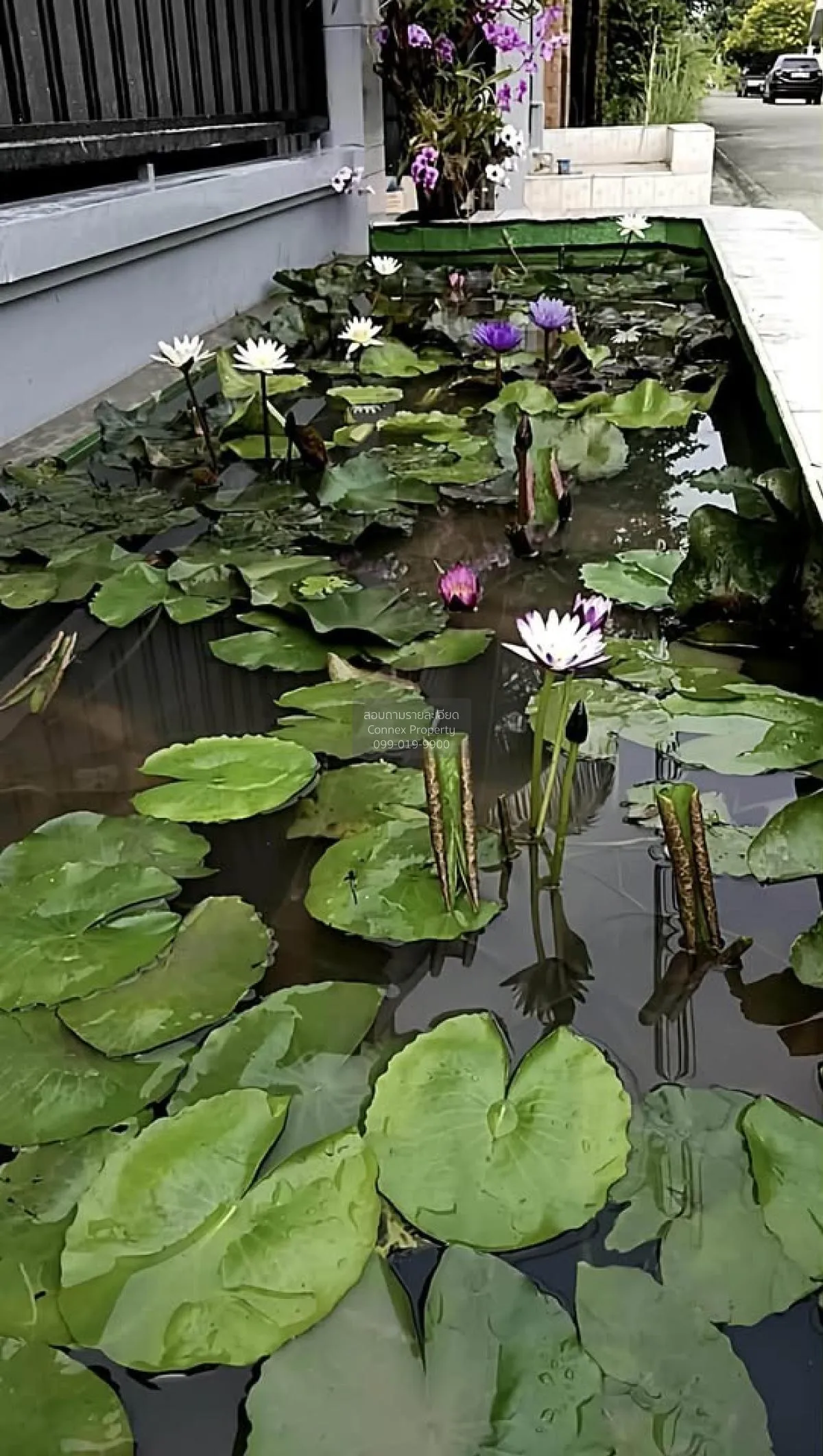 ขายหมู่บ้านดิโอเรียนตัลเฮ้าส์ วิวสวย หน้ากว้าง รีโนเวทใหม่ บางบัว