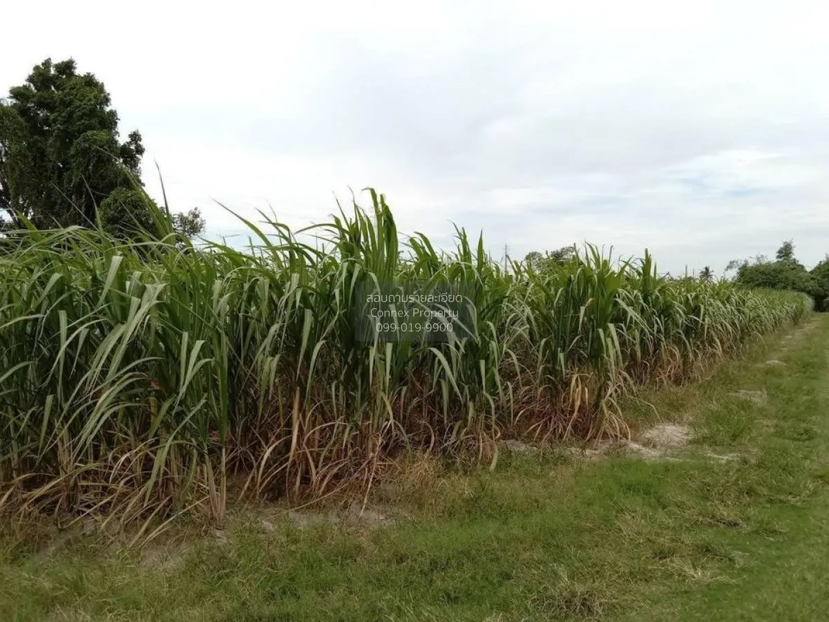 For Sale Prime Land for Sale Near Nong Mon Market, Mueang Chonbur 1