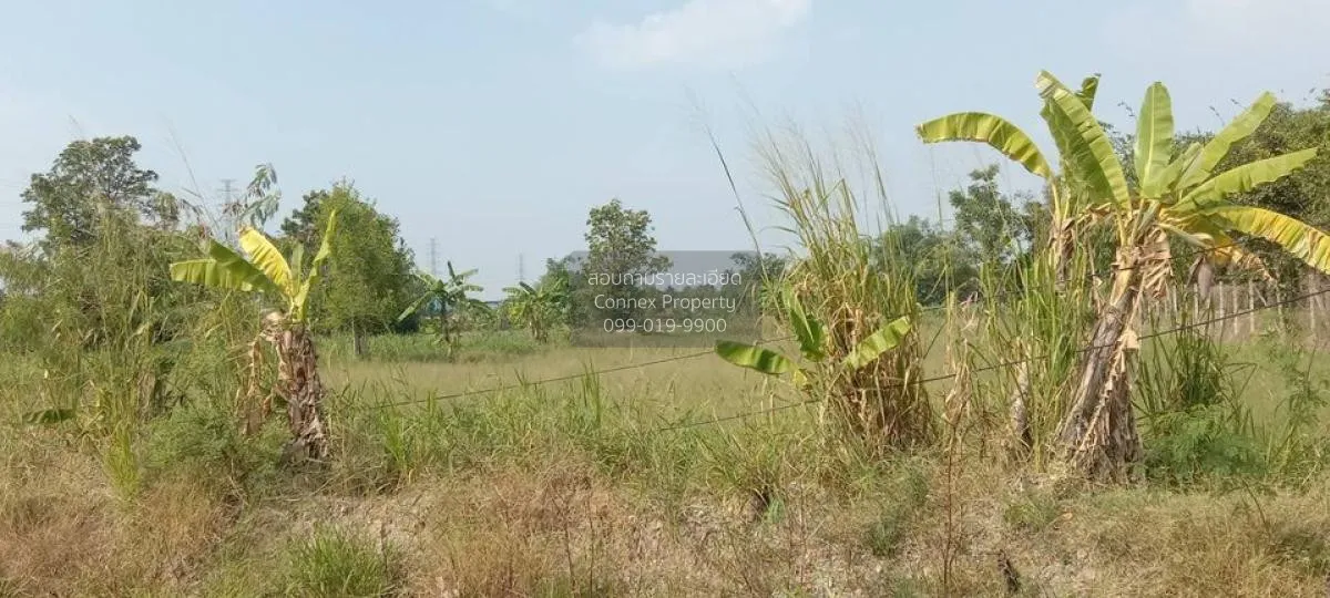 For Sale Prime Land for Sale Near Nong Mon Market, Mueang Chonbur 3
