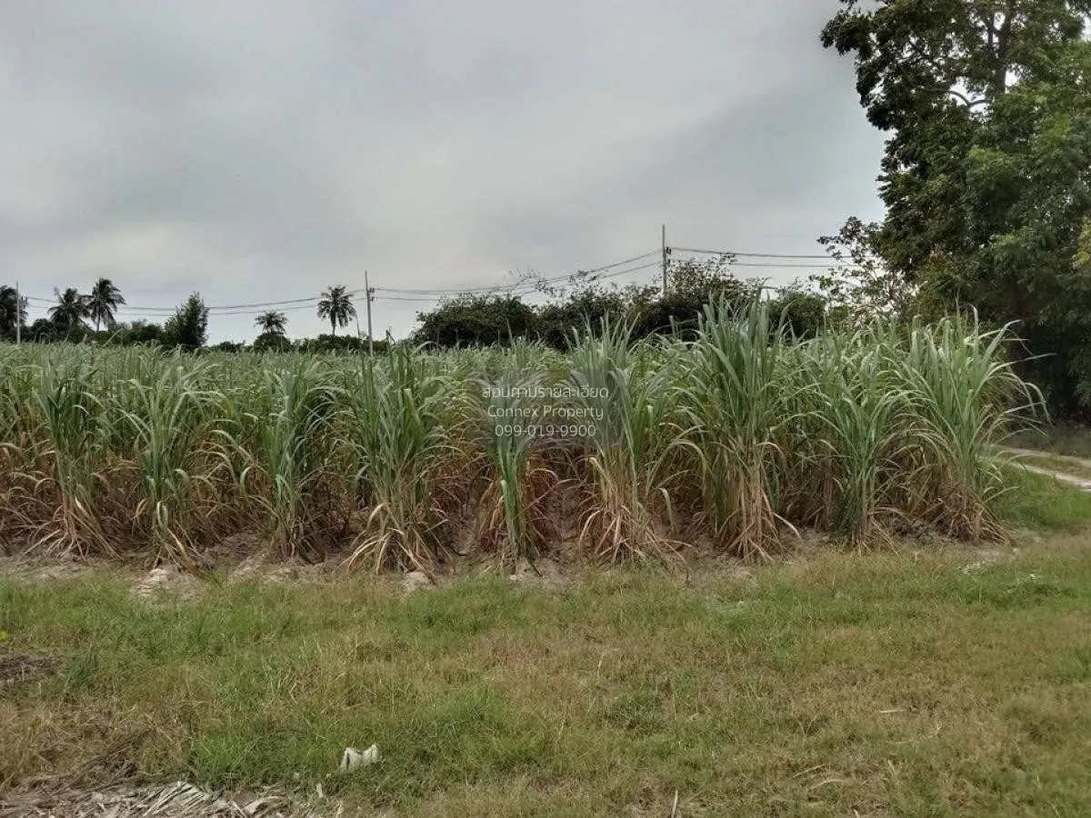 For Sale Prime Land for Sale Near Nong Mon Market, Mueang Chonbur