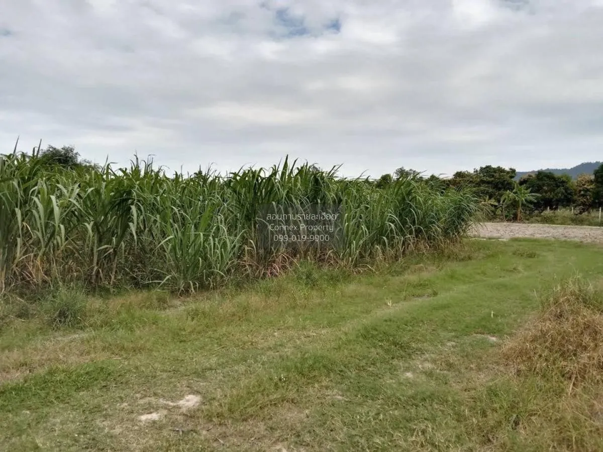 For Sale Prime Land for Sale Near Nong Mon Market, Mueang Chonbur