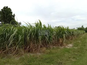 For Sale Prime Land for Sale Near Nong Mon Market, Mueang Chonburi CX-133167