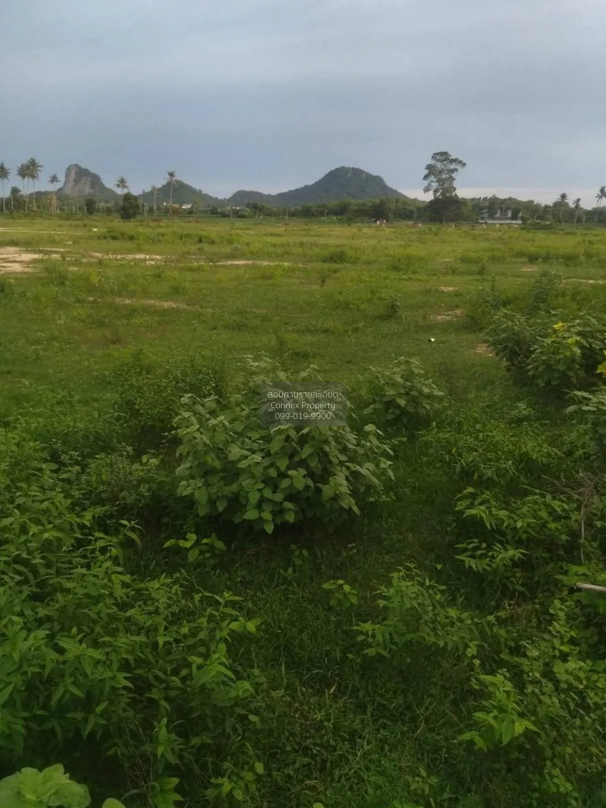 For Sale: Vacant Land, 54 Rai, Adjacent to Viharn Sien, Sattahip  3