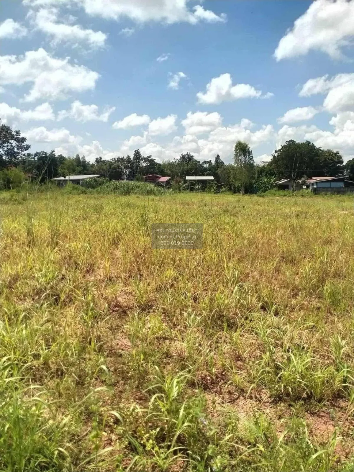 For Sale land area 7-1-6.6 square wah , Ban Phueng , Mueang Nakho 4