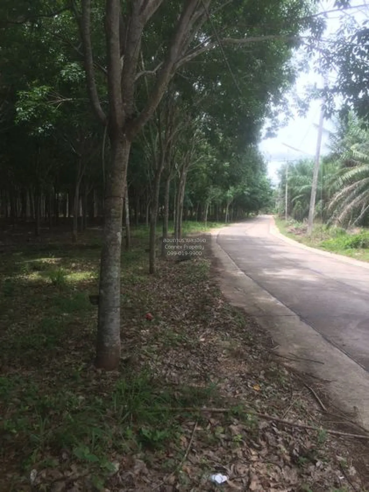 For Sale 103 Rai Rubber Plantation with Red Garuda Title Deed in  2
