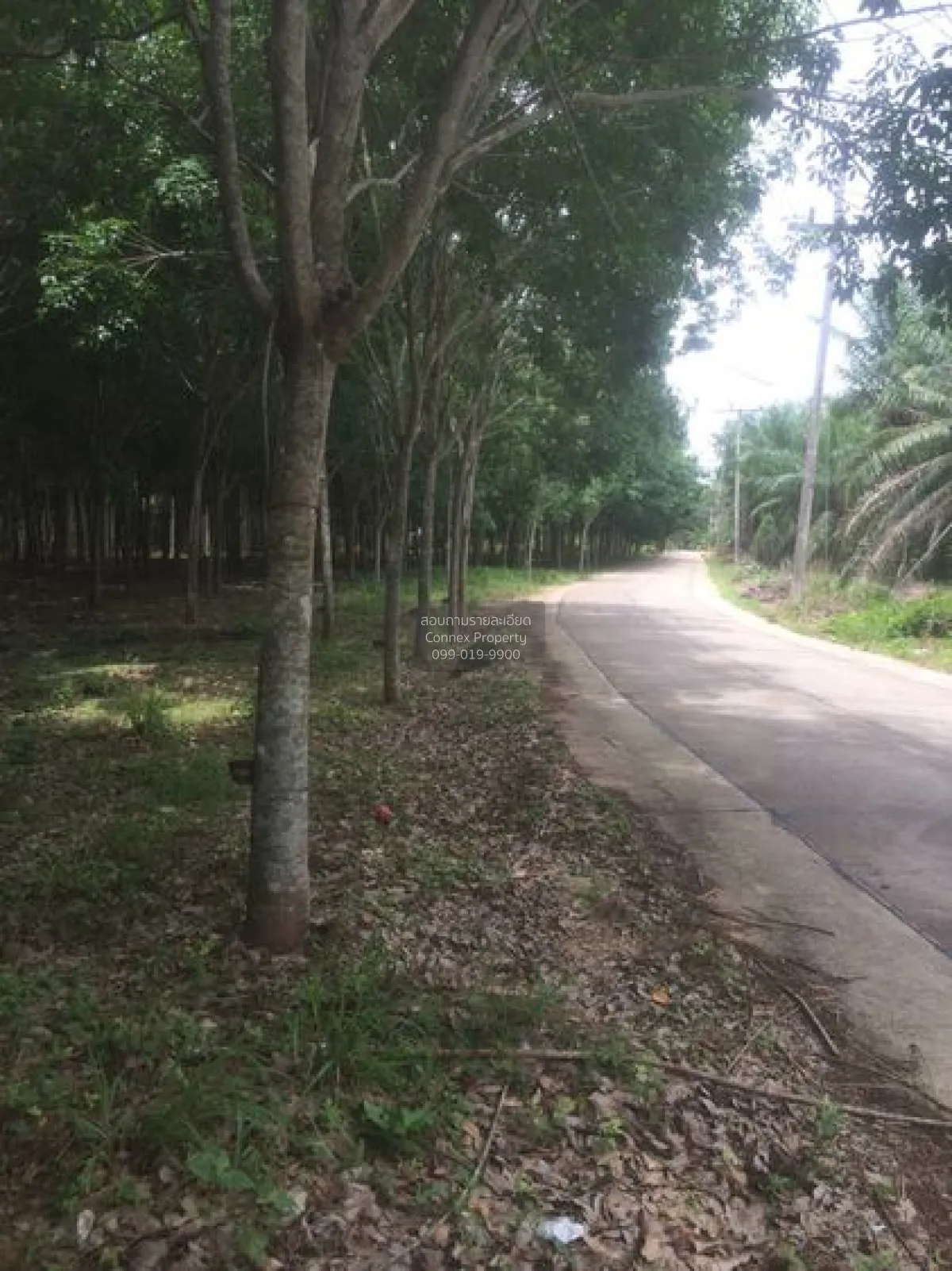 For Sale 103 Rai Rubber Plantation with Red Garuda Title Deed in  3