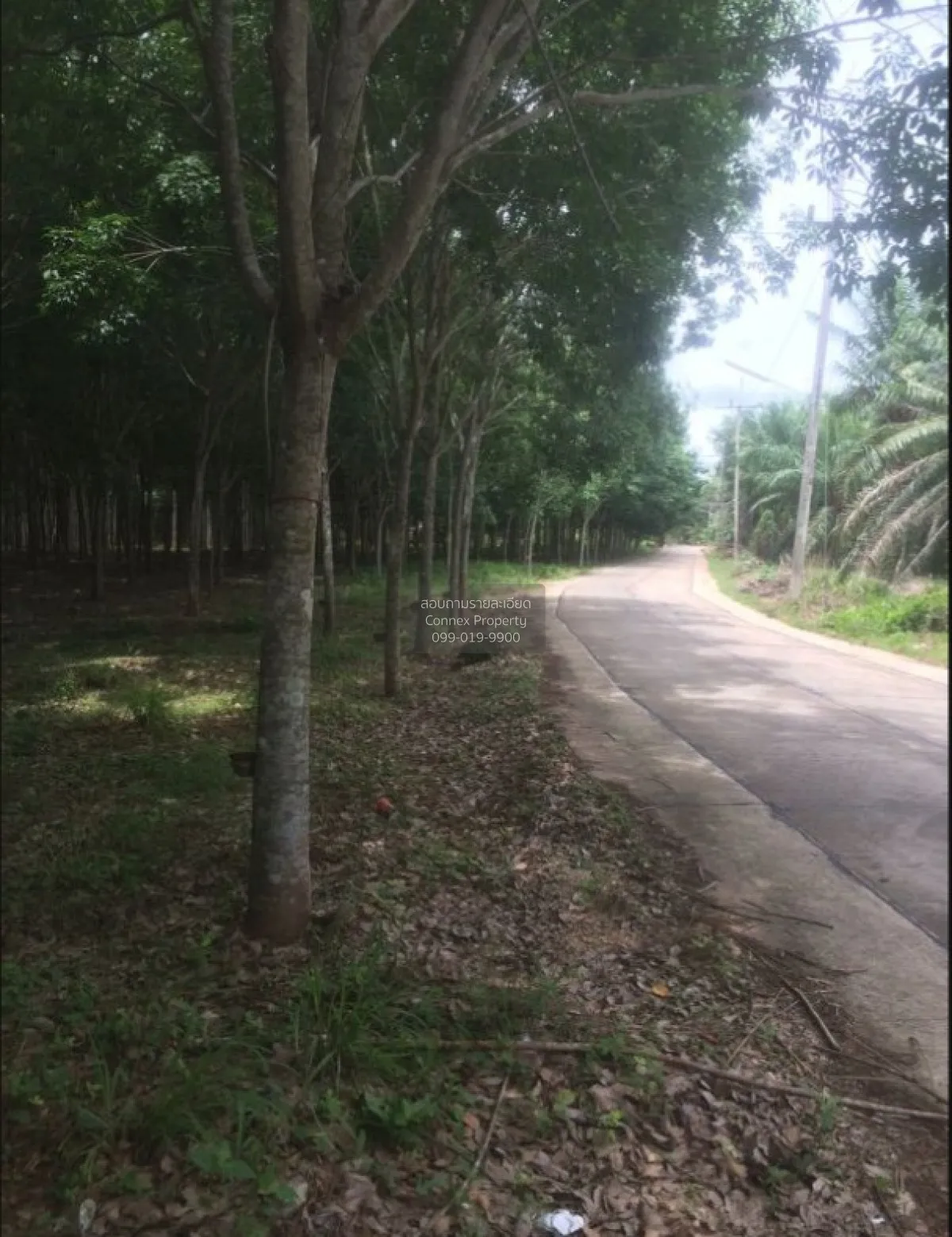 For Sale 103 Rai Rubber Plantation with Red Garuda Title Deed in  4