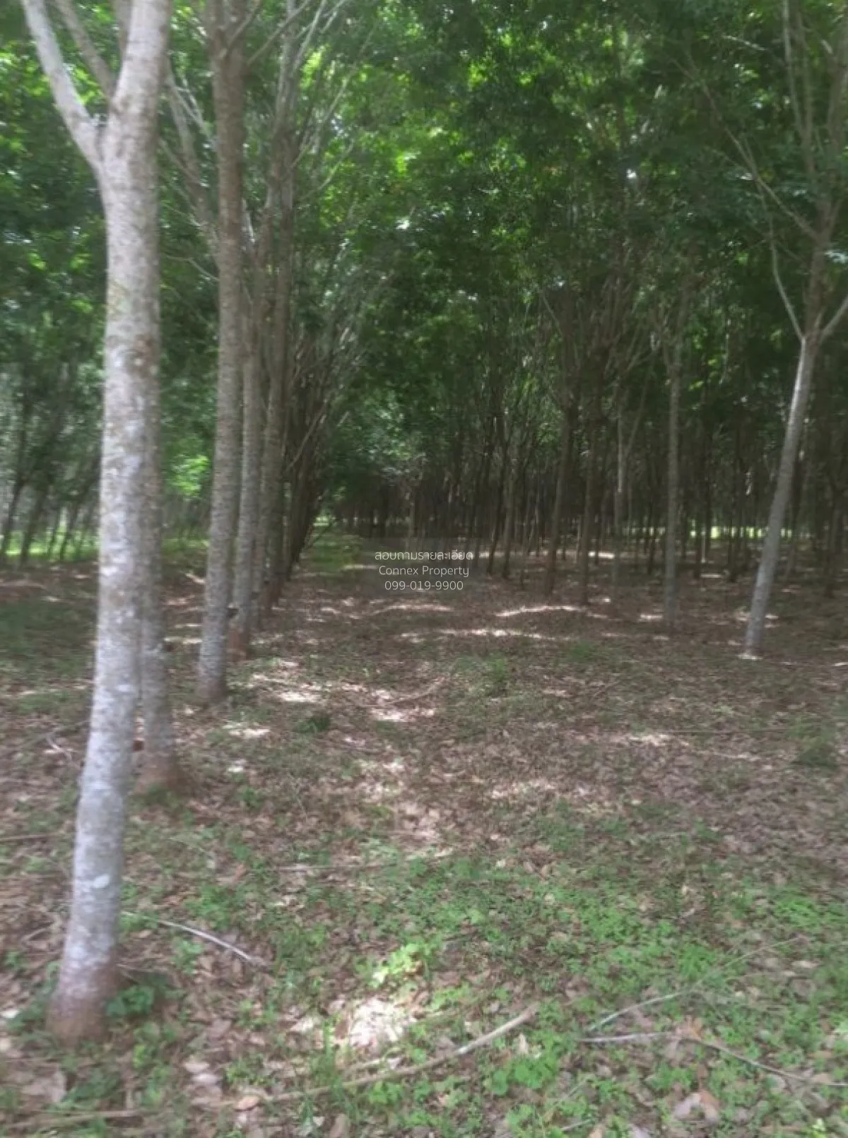 For Sale 103 Rai Rubber Plantation with Red Garuda Title Deed in 