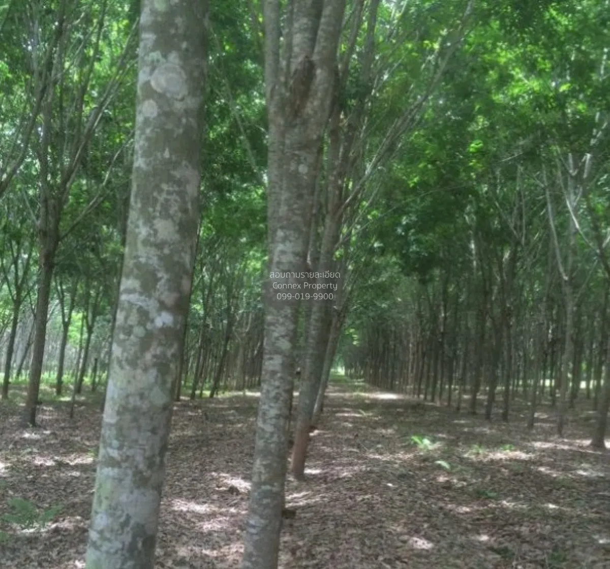 For Sale 103 Rai Rubber Plantation with Red Garuda Title Deed in 
