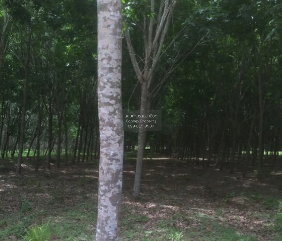 For Sale 103 Rai Rubber Plantation with Red Garuda Title Deed in 