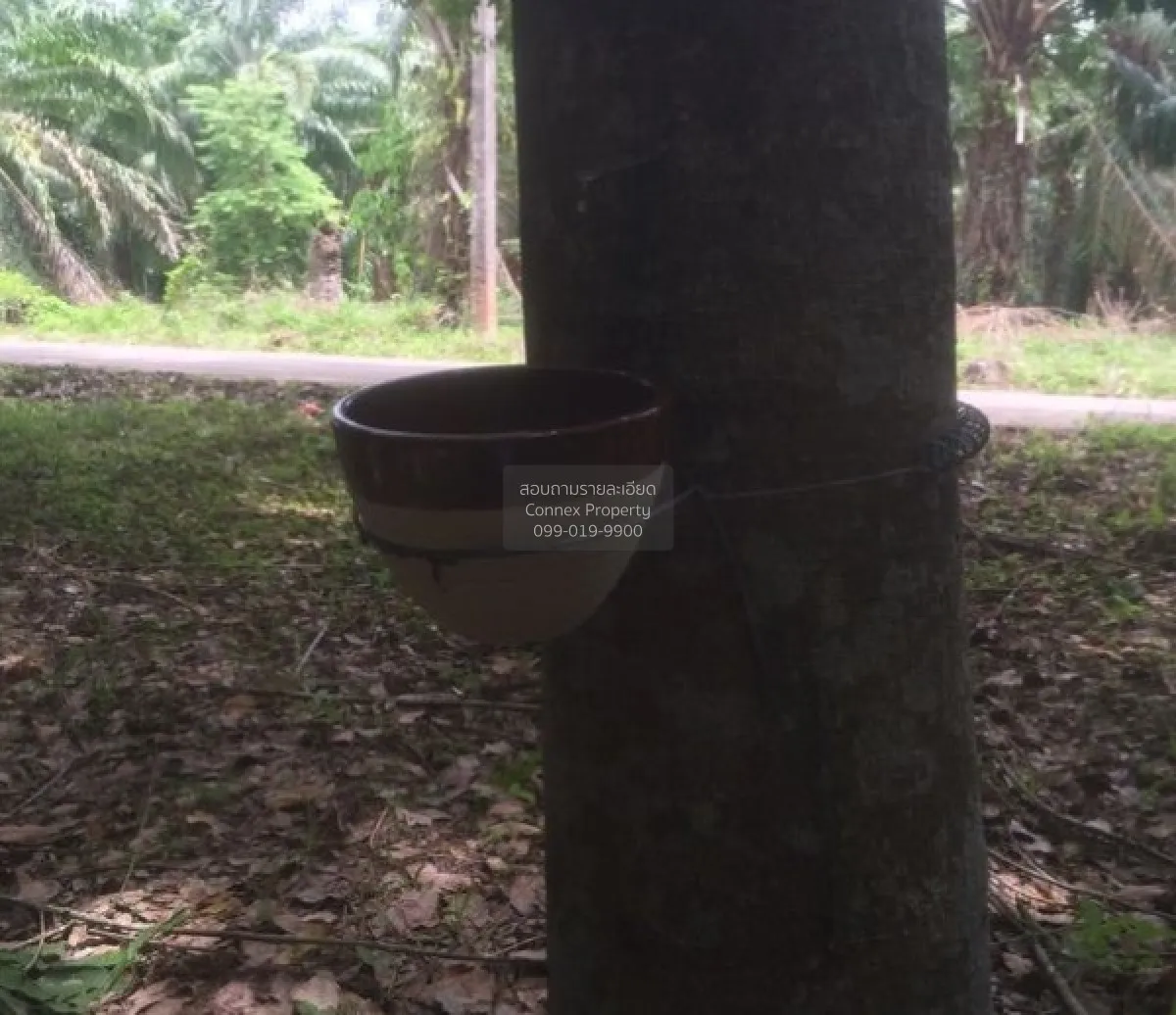 For Sale 103 Rai Rubber Plantation with Red Garuda Title Deed in 