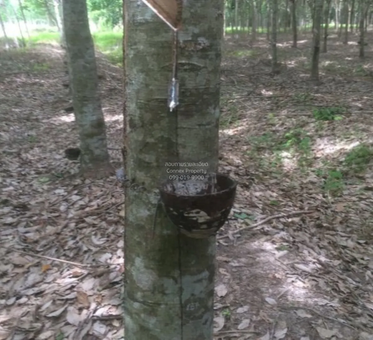 For Sale 103 Rai Rubber Plantation with Red Garuda Title Deed in 