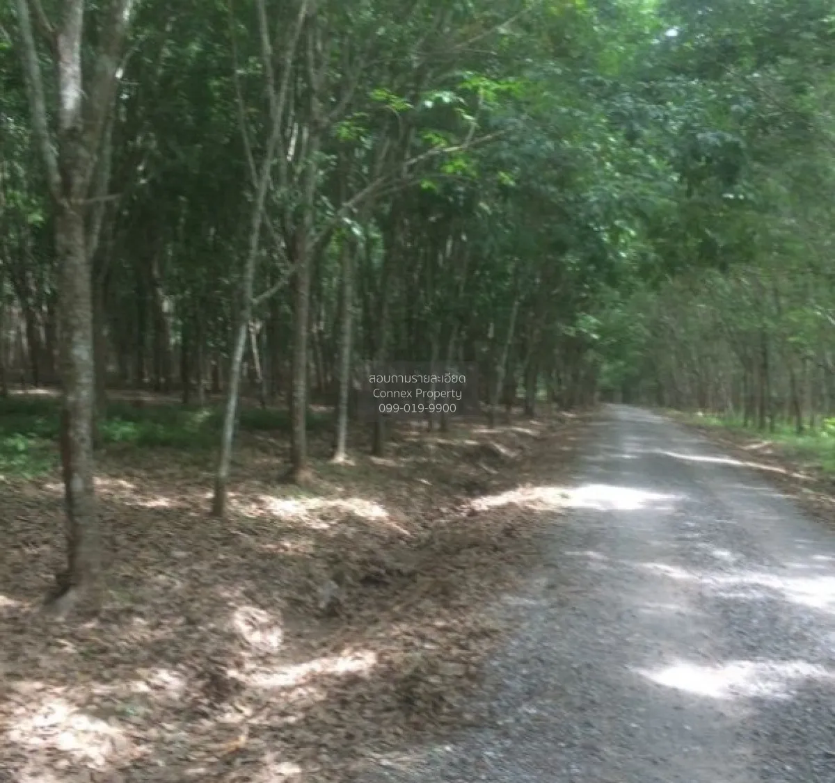 For Sale 103 Rai Rubber Plantation with Red Garuda Title Deed in 