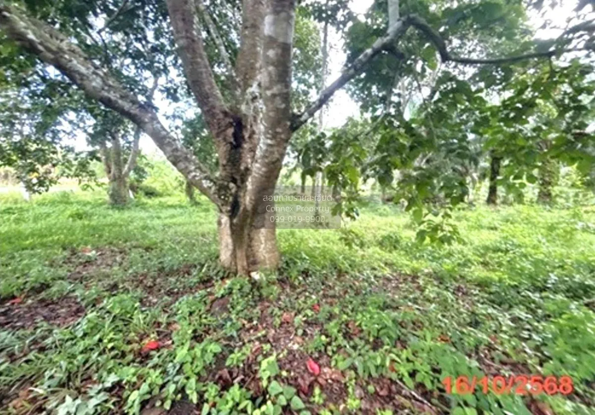 For Sale land area 0-3-79.50 square wah Khlong Noi Surat Thani , 
