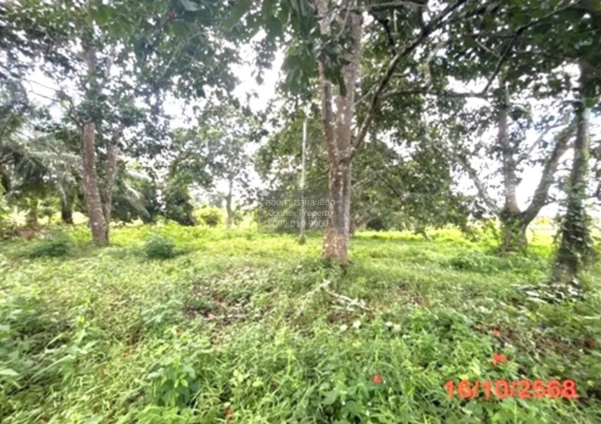 For Sale land area 0-3-79.50 square wah Khlong Noi Surat Thani , 