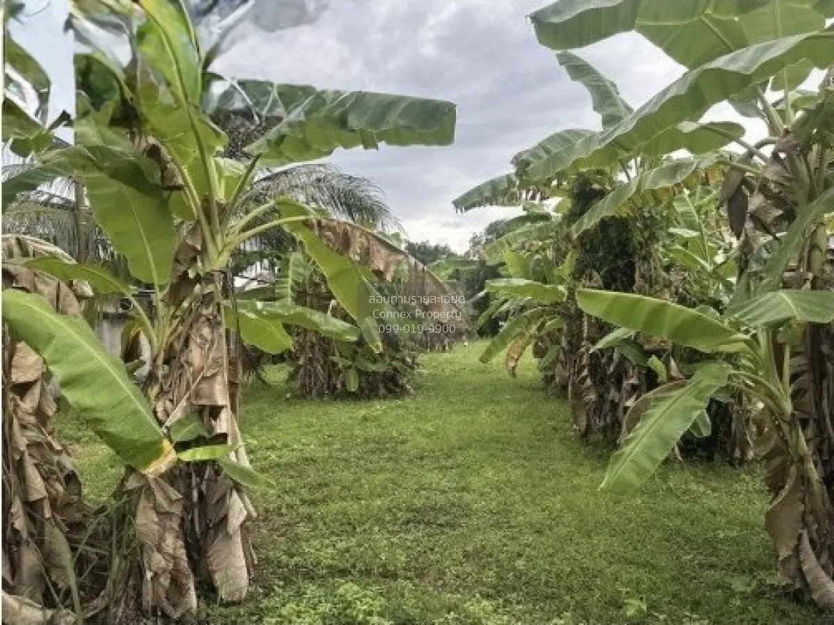 For Sale land area 1-0-79.80 square wah Muang Surat Thani Surat T