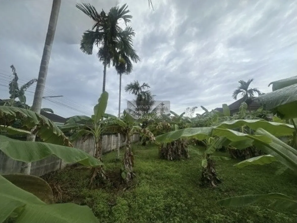 For Sale land area 1-0-79.80 square wah Muang Surat Thani Surat T