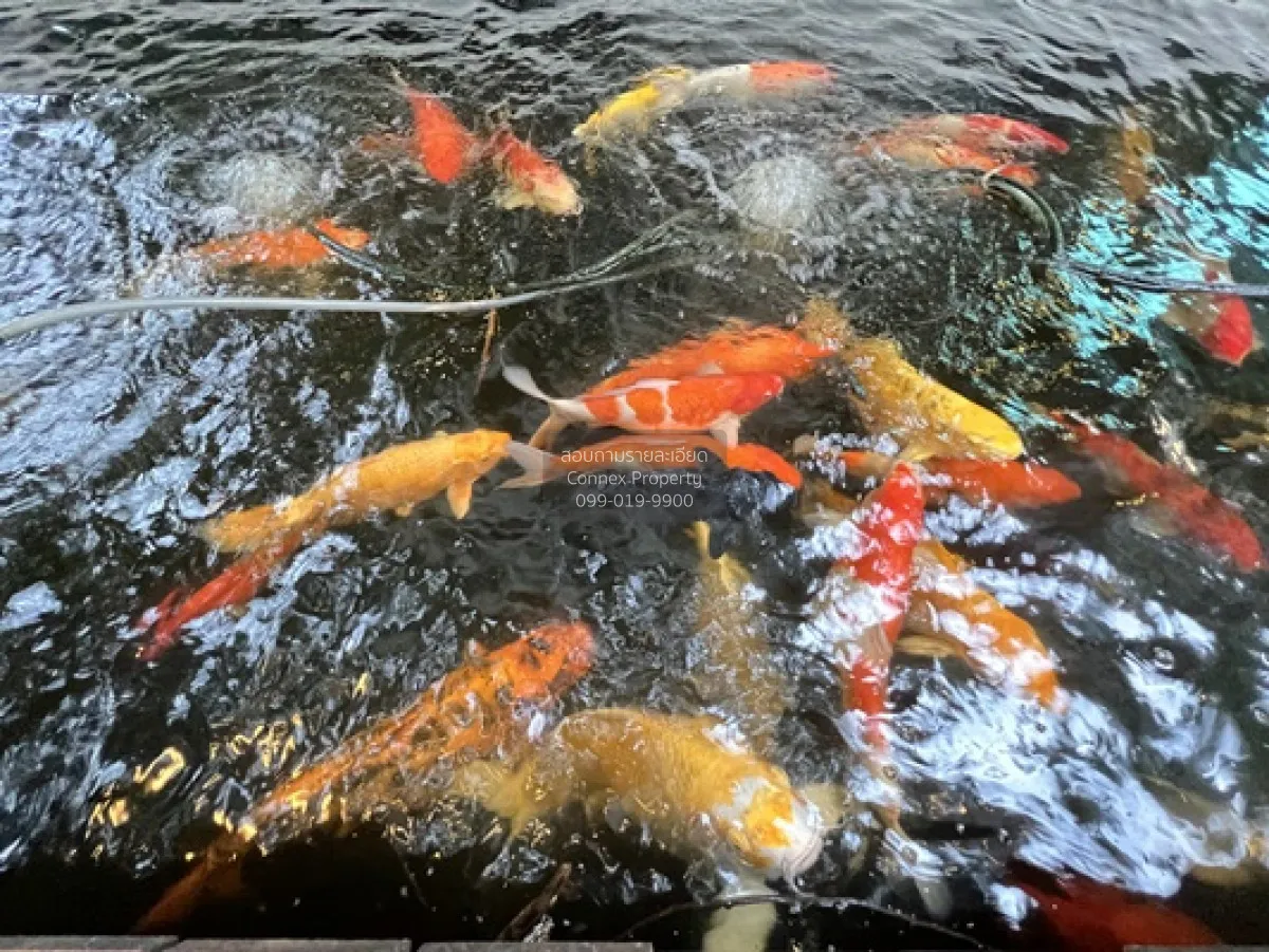 ขายบ้านเดี่ยว เวิลด์คลับแลนด์ คลองหลวง 311.7 ตรว. พร้อมเรือนรับรอ