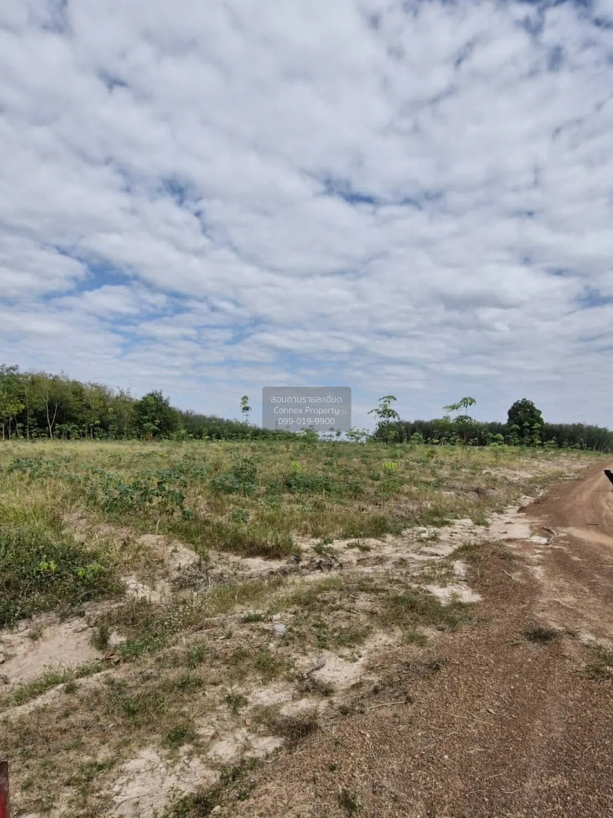 For Sale Land : 55 Rai, 0 Ngan, 22 Square Wah, Wang Chan District