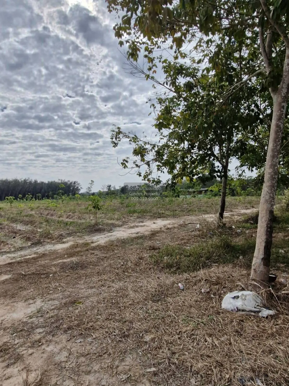 For Sale Land : 55 Rai, 0 Ngan, 22 Square Wah, Wang Chan District