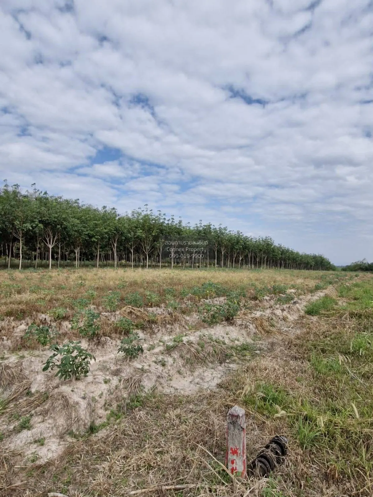 For Sale Land : 55 Rai, 0 Ngan, 22 Square Wah, Wang Chan District