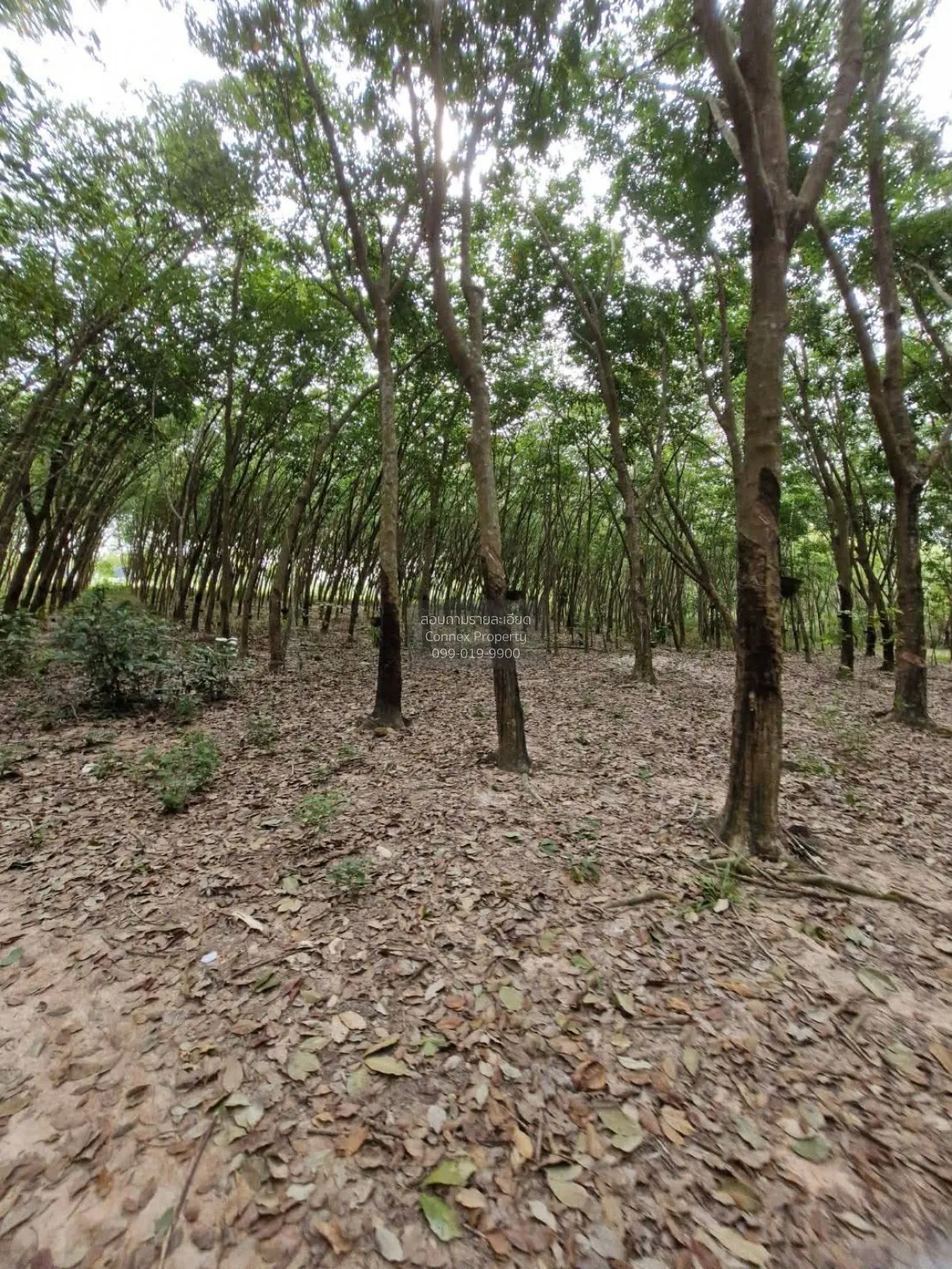 For Sale Land : 55 Rai, 0 Ngan, 22 Square Wah, Wang Chan District