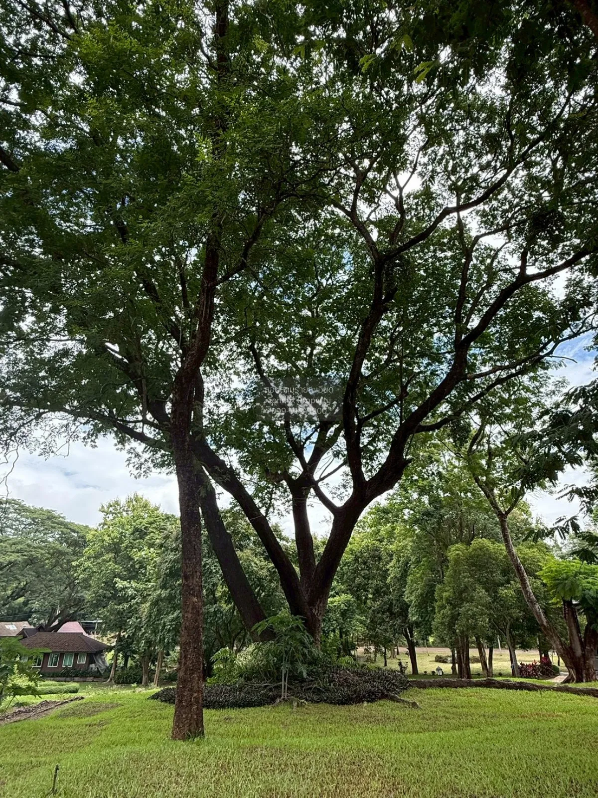 For Sale Land for sale 418sqw Chiang mai , nice view , Khuang Pao