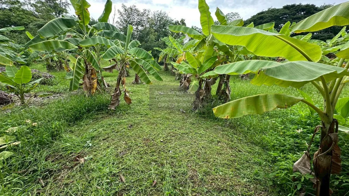 For Sale Land for sale , 417sqw chiang mai , nice view , Nong Phu 1