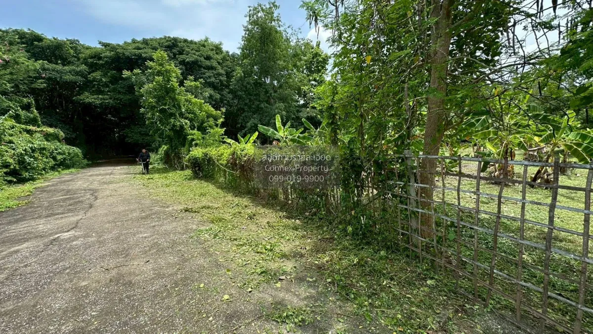 For Sale Land for sale , 417sqw chiang mai , nice view , Nong Phu