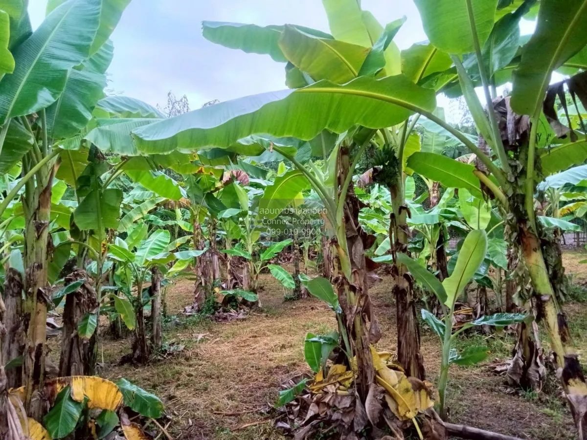 For Sale Land for sale , 417sqw chiang mai , nice view , Nong Phu