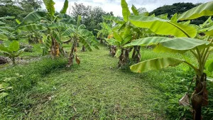 For Sale Land for sale , 417sqw chiang mai , nice view , Nong Phueng , Saraphi , Chiang Mai , CX-141496