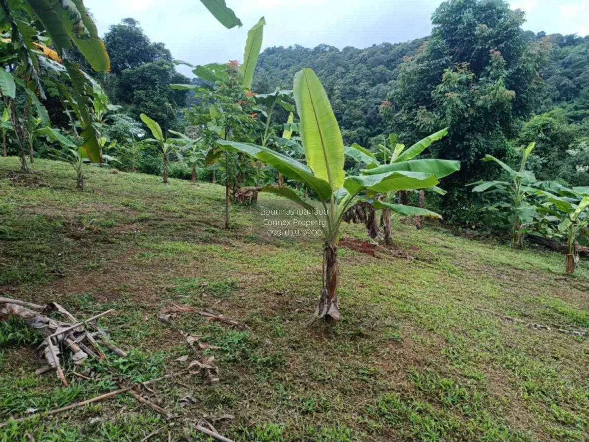 For Rent Land for Rent with Mountain Views – Mae Rim, Chiang Mai  2