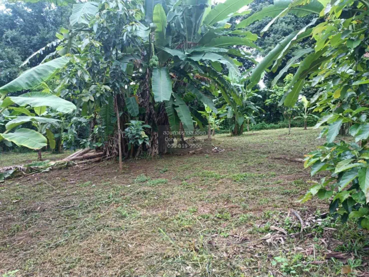 For Rent Land for Rent with Mountain Views – Mae Rim, Chiang Mai  3