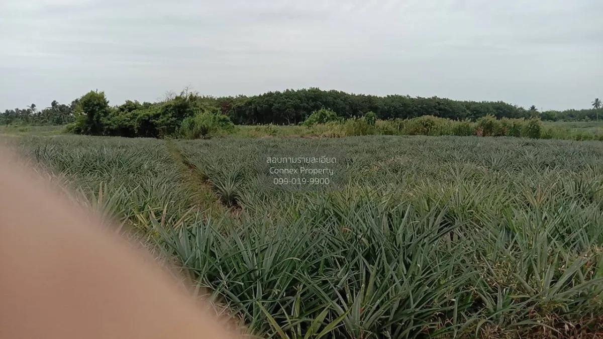 For Sale Land for Sale: 24-0-50 Rai in Mueang Prachuap Khiri Khan 4