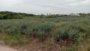 For Sale Land for Sale: 24-0-50 Rai in Mueang Prachuap Khiri Khan District, Prachuap Khiri Khan Province. , CX-141786