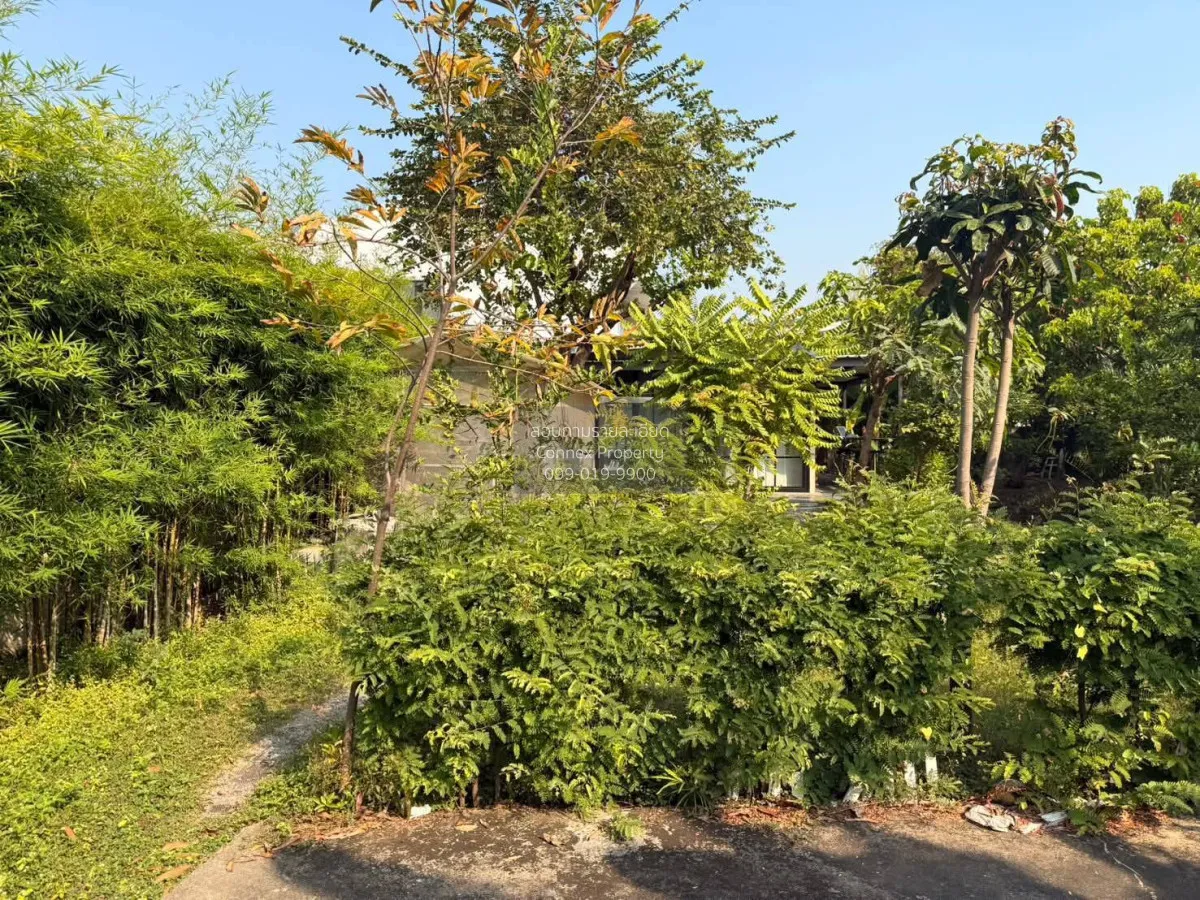 ขายที่ดิน พร้อมสิ่งปลูกสร้าง ประชาชื่น  บางเขน เมืองนนทบุรี นนทบุ 2