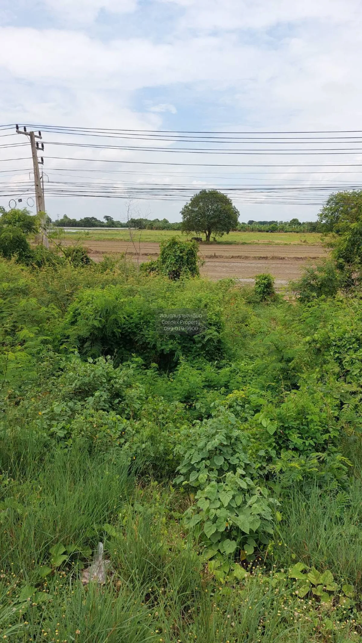 For Sale Land on Asia Road , Chorakhe Rong , Chaiyo , Ang Thong , 1