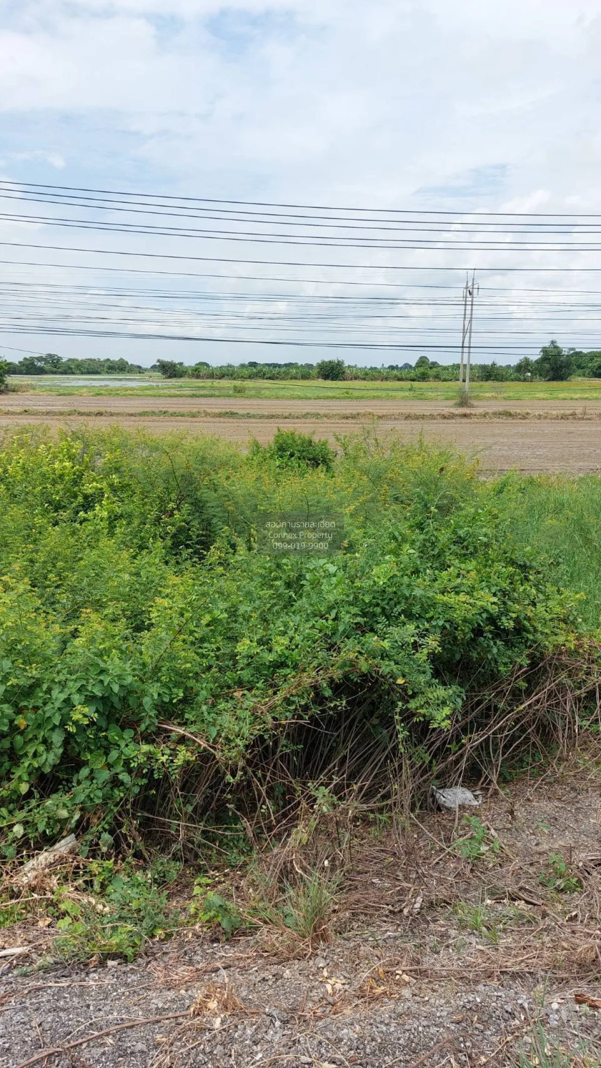 For Sale Land on Asia Road , Chorakhe Rong , Chaiyo , Ang Thong , 3