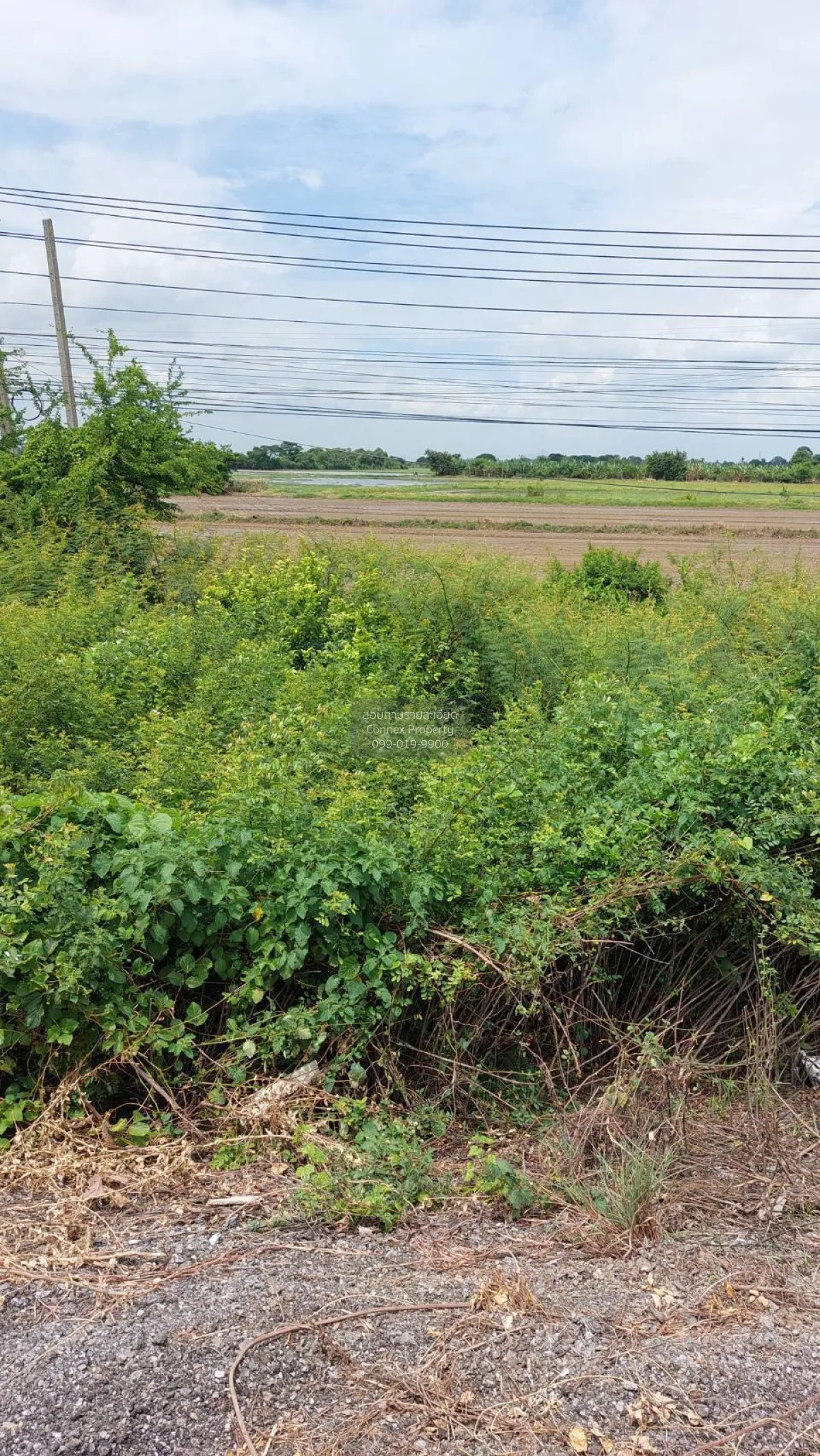 For Sale Land on Asia Road , Chorakhe Rong , Chaiyo , Ang Thong ,