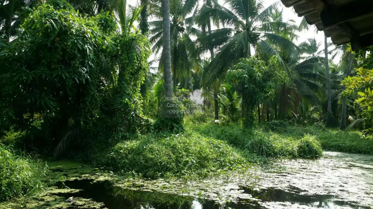 ขายที่ดินเปล่า ถนนประชาร่วมใจแถว วัดไร่ขิง ไร่ขิง สามพราน นครปฐม  2