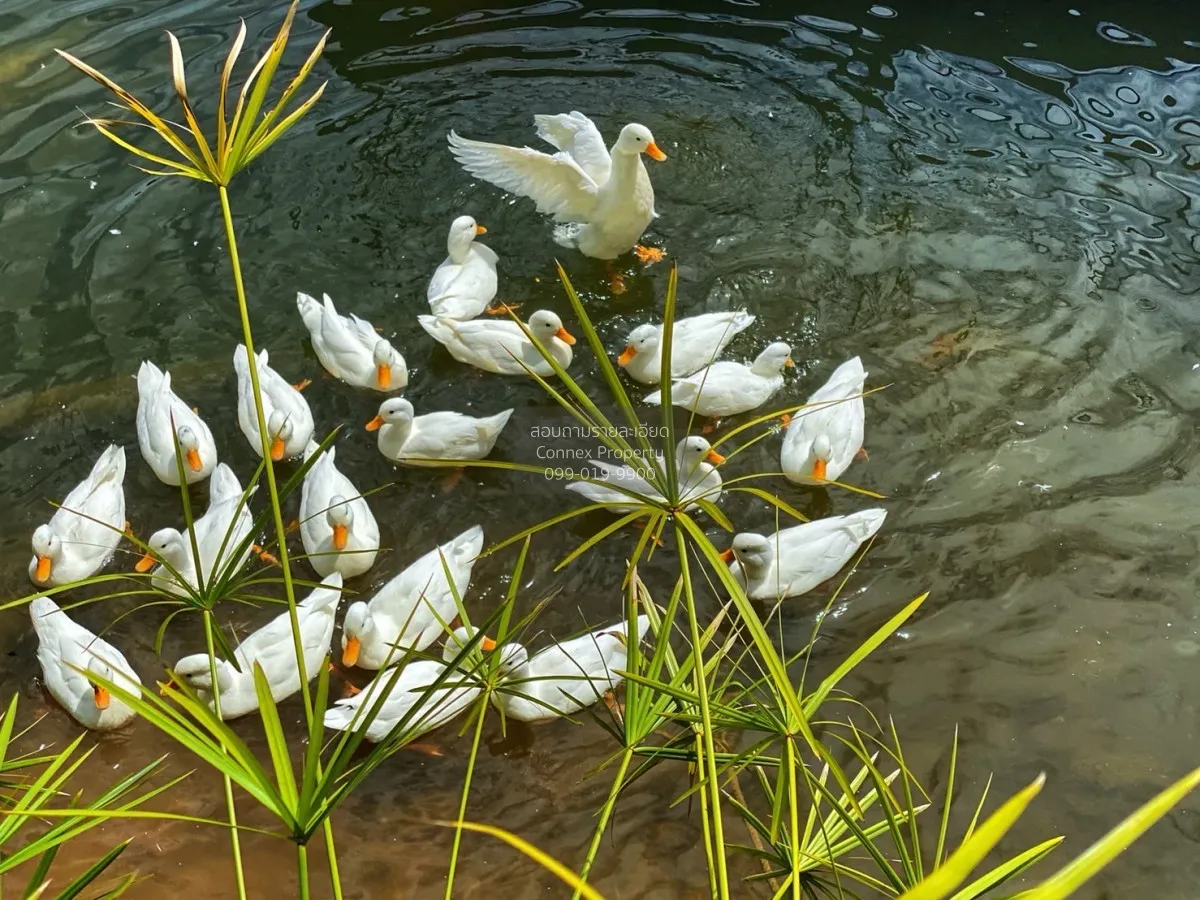 เช่าคอนโด  สวอน เลค เขาใหญ่ วิวสวย โป่งตาลอง ปากช่อง นครราชสีมา C