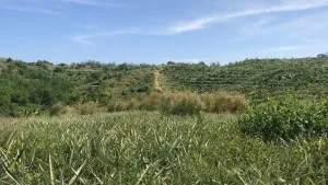 ขายที่ดิน 17 ไร่ ต.สำนักทอง ระยอง สำนักทอง เมืองระยอง ระยอง CX-150290