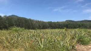 ขายที่ดิน 33 ไร่ ต.สำนักทอง ระยอง สำนักทอง เมืองระยอง ระยอง CX-150292