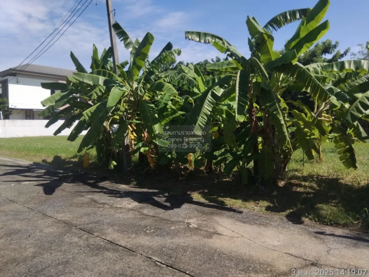 For Sale Land , Sivalee Rangsit 2 , Khu Khot , Lam Luk Ka , Pathu 3