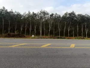 For Sale Land with rubber plantation 19 Rai @ Chalung Hat Yai, Songkhla , Chalung , Hat Yai , Songkhla , CX-159134