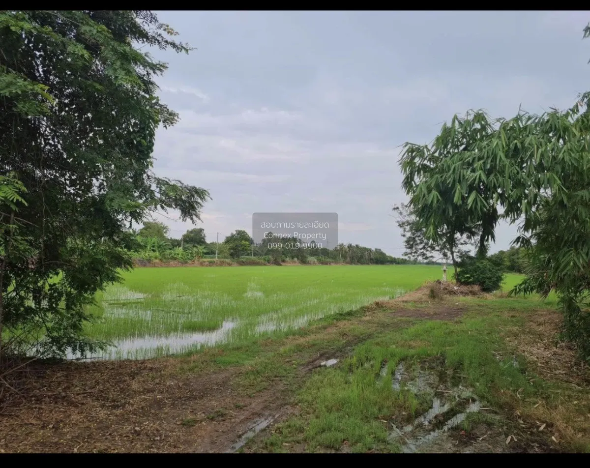 ขายที่ดินเปล่า  หน้ากว้าง หนองสามวัง หนองเสือ ปทุมธานี CX-159446 3