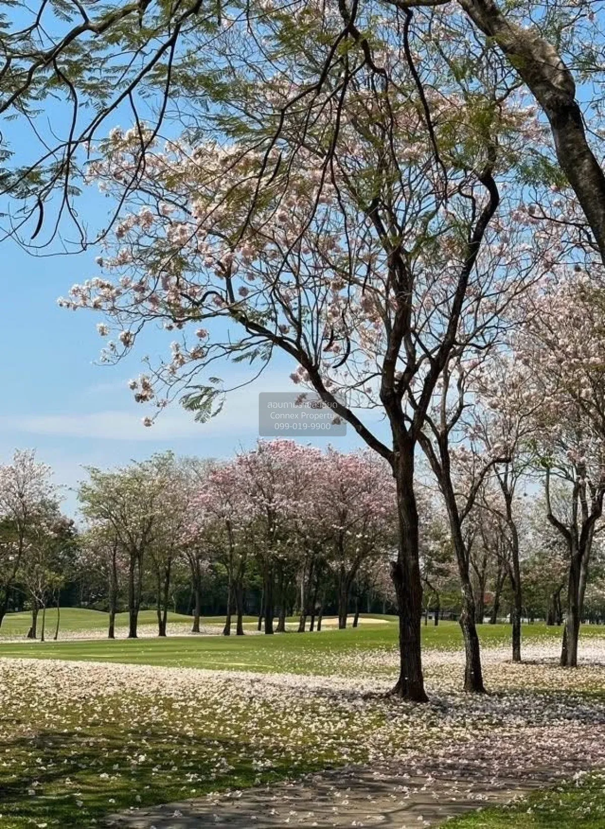 ขายบ้าน  นวธานี เรสซิเดนซ์ วิวสวย หน้ากว้าง รามอินทรา เขต คันนายา